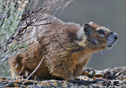 Marmota flaviventris